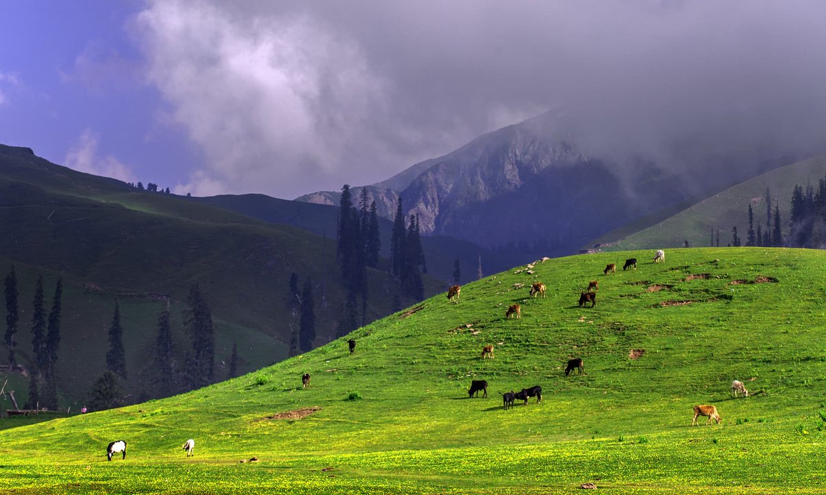 Shogran